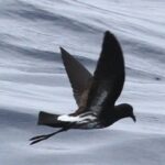 New Caledonian Storm-petrel - this bird was first seen on WPO 2008 and is now considered to be the same as a bird collected c200 years ago near Samoa and the species was 'resurrected' in 2022 © Chris Collins