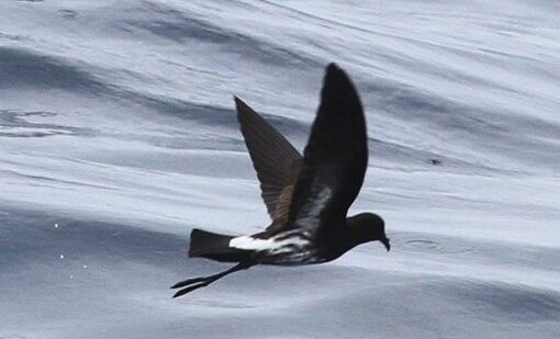 New Caledonian Storm-petrel - this bird was first seen on WPO 2008 and is now considered to be the same as a bird collected c200 years ago near Samoa and the species was 'resurrected' in 2022 © Chris Collins