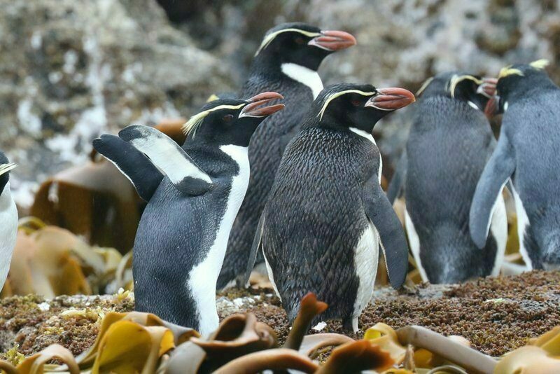 Snares Crested Penguins © Chris Collins