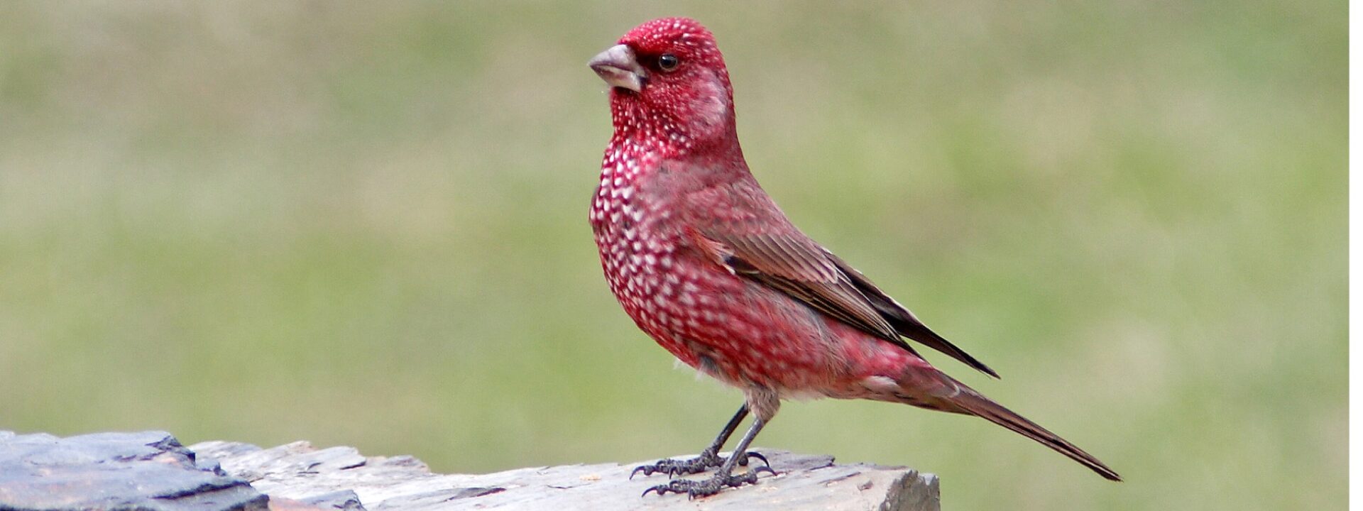 The beautiful alazarin-crimson male Great Rosefinch stars near our hotel in the Caucasus Mountains © Giorgi Darchiashvili, ecotours.ge