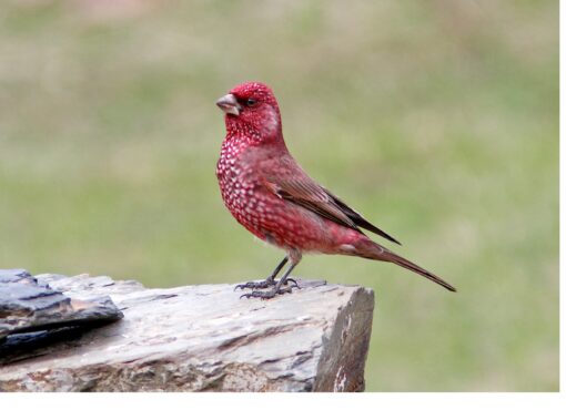 The beautiful alazarin-crimson male Great Rosefinch stars near our hotel in the Caucasus Mountains © Giorgi Darchiashvili, ecotours.ge