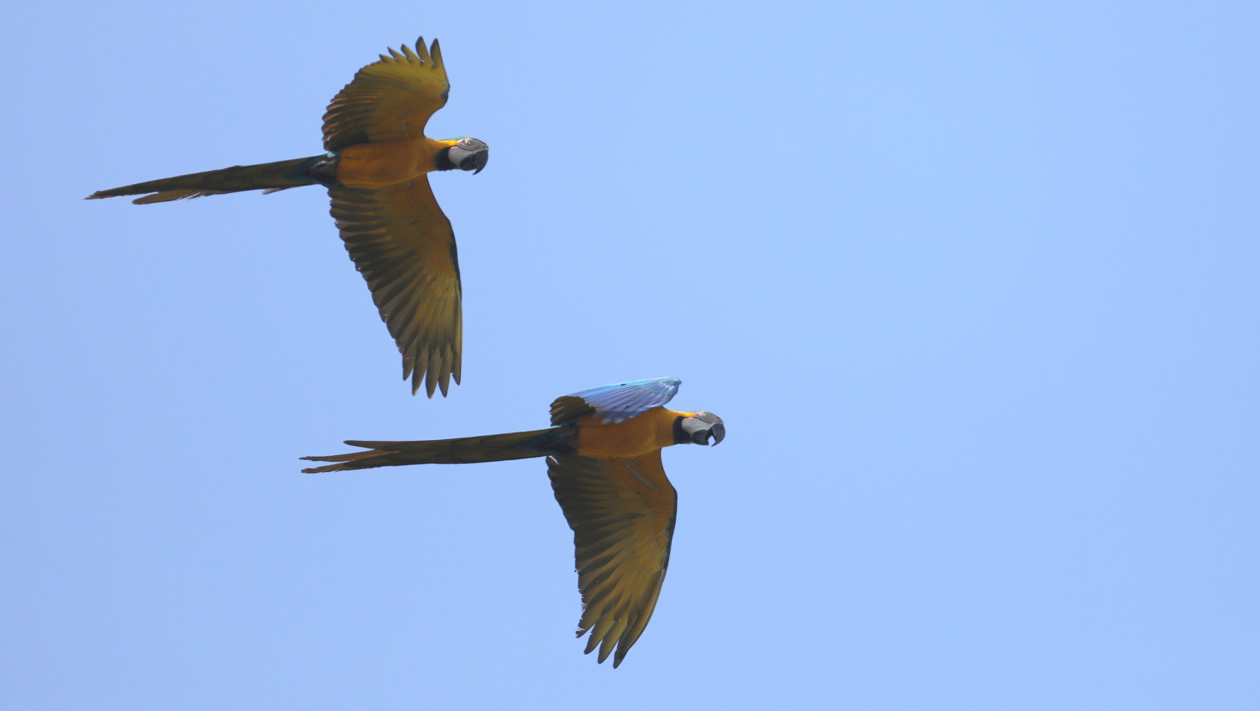 Blue-and-Yellow Macaws, Amazonian Brazil © Chris Collins