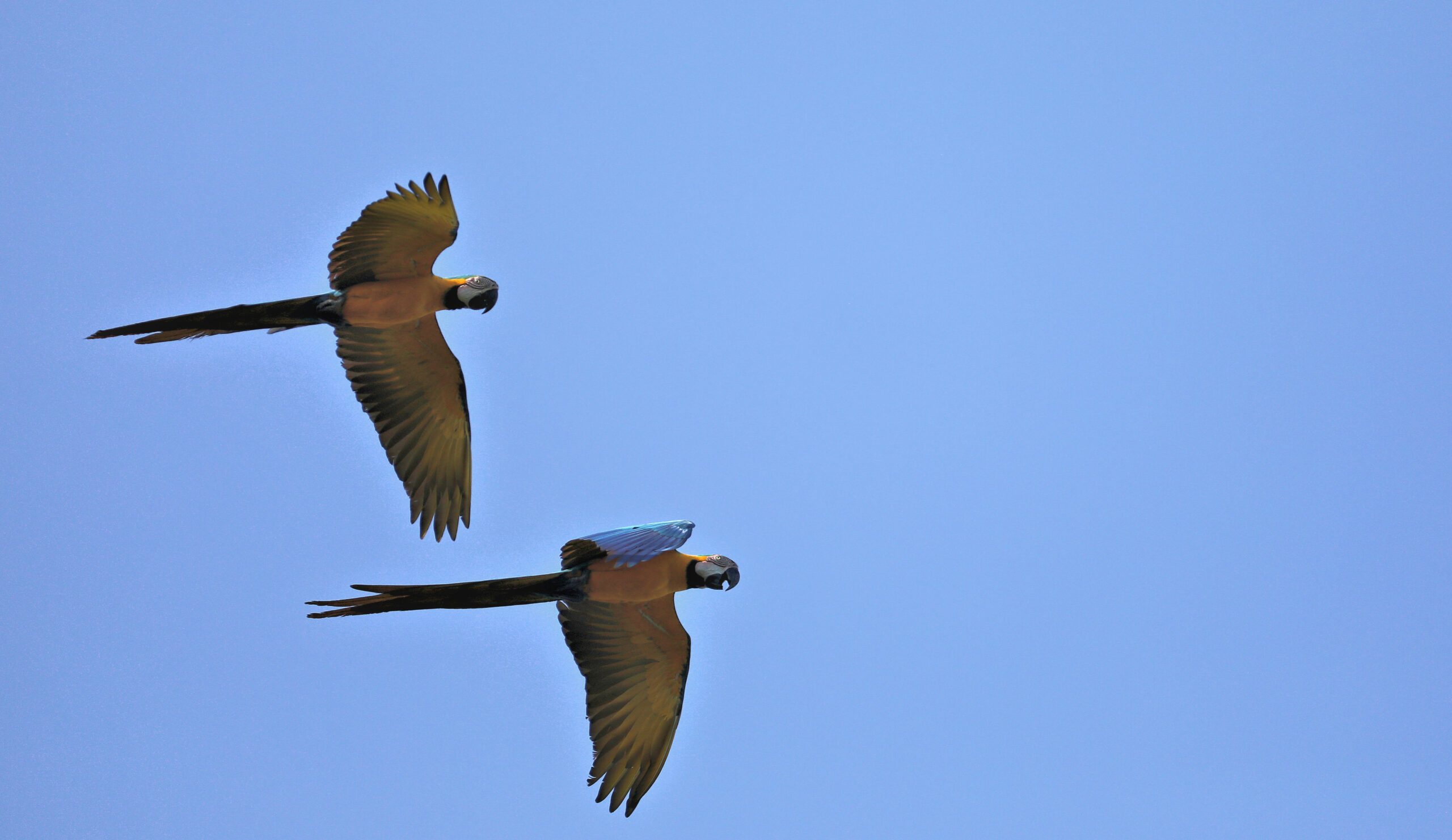 Blue-and-Yellow Macaws © Chris Collins