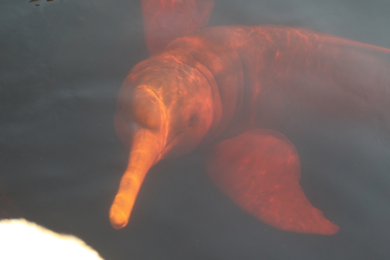 Amazon River (Pink) Dolphin © Chris Collins