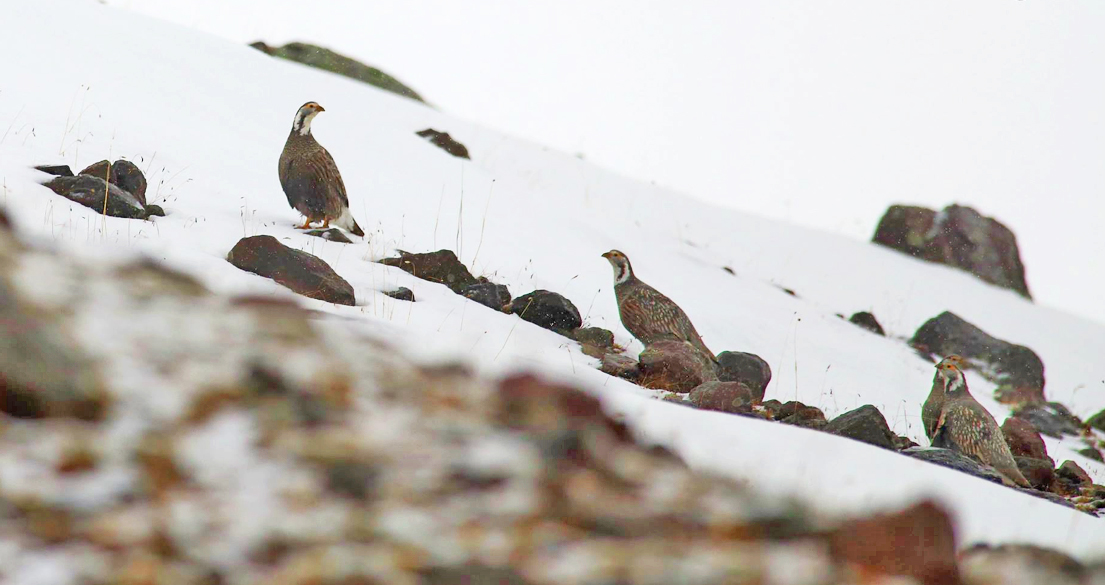 Caucasian Snowcocks © Giorgi Rajebashvili