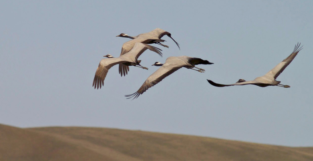 Demoiselle Crane © Giorgi Rajebashvili