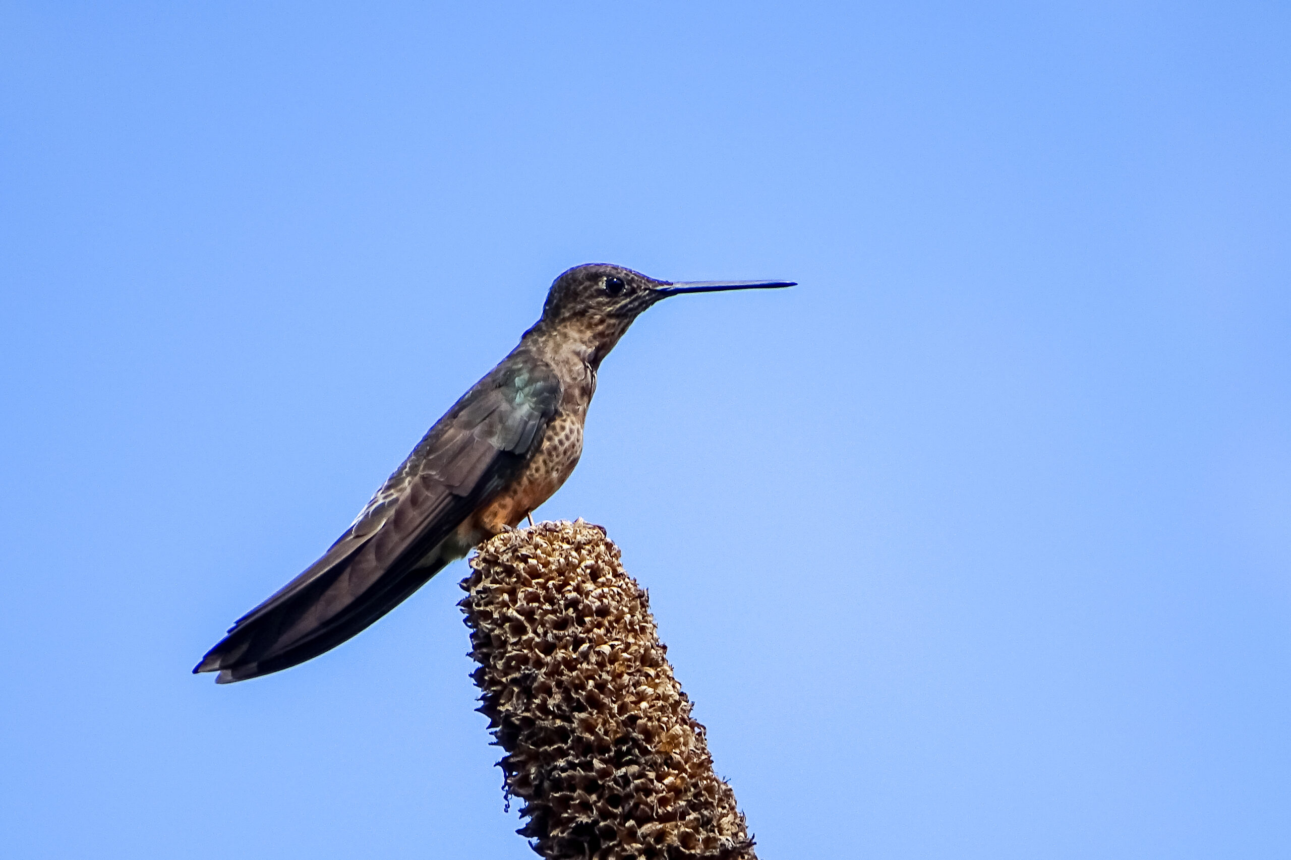 We hope to see the appropriately named Giant Hummingbird whilst in the highlands of Ecuador © Ewan Davies