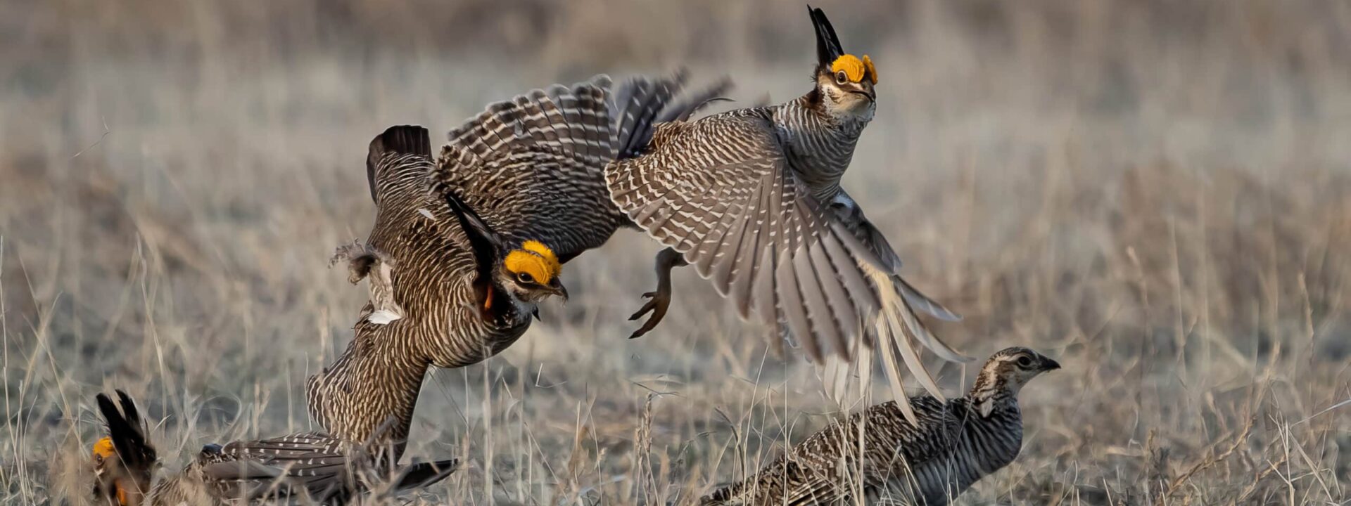 Greater Prairie Chickens, April 2024 © Dick Filby
