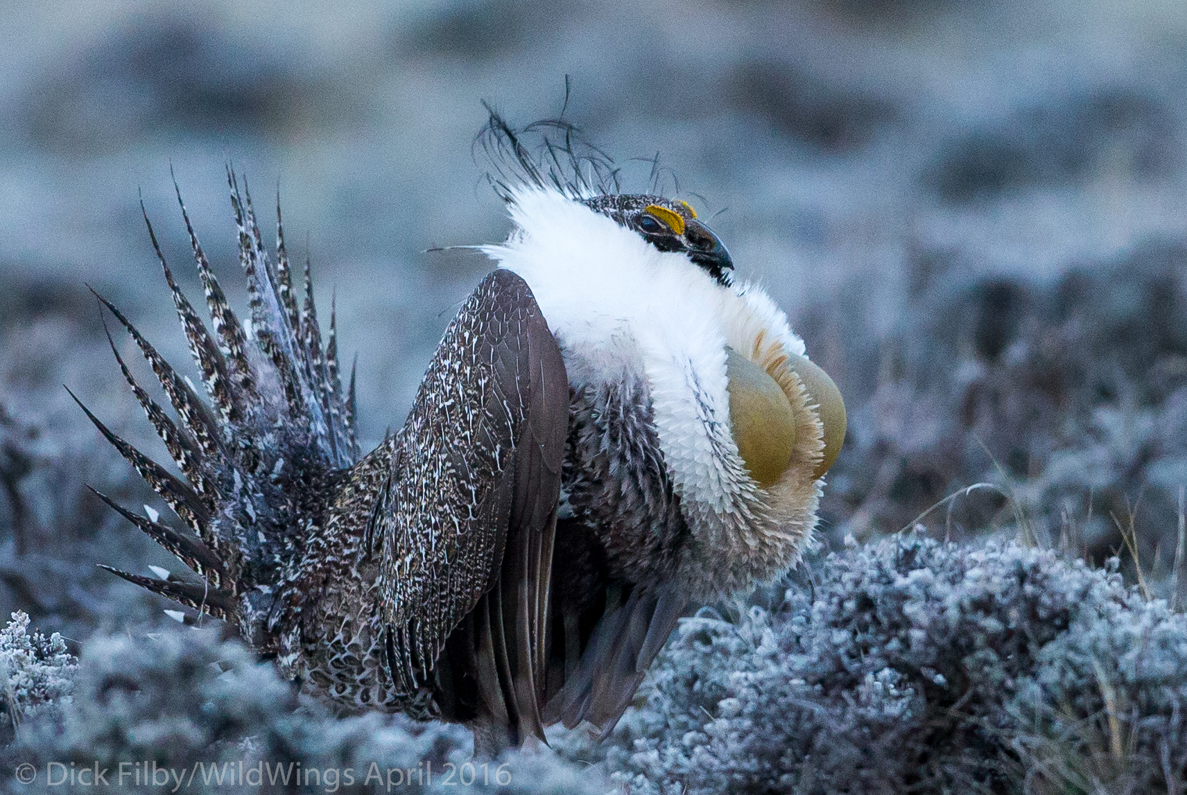 Greater Sage-Grouse © Dick Filby