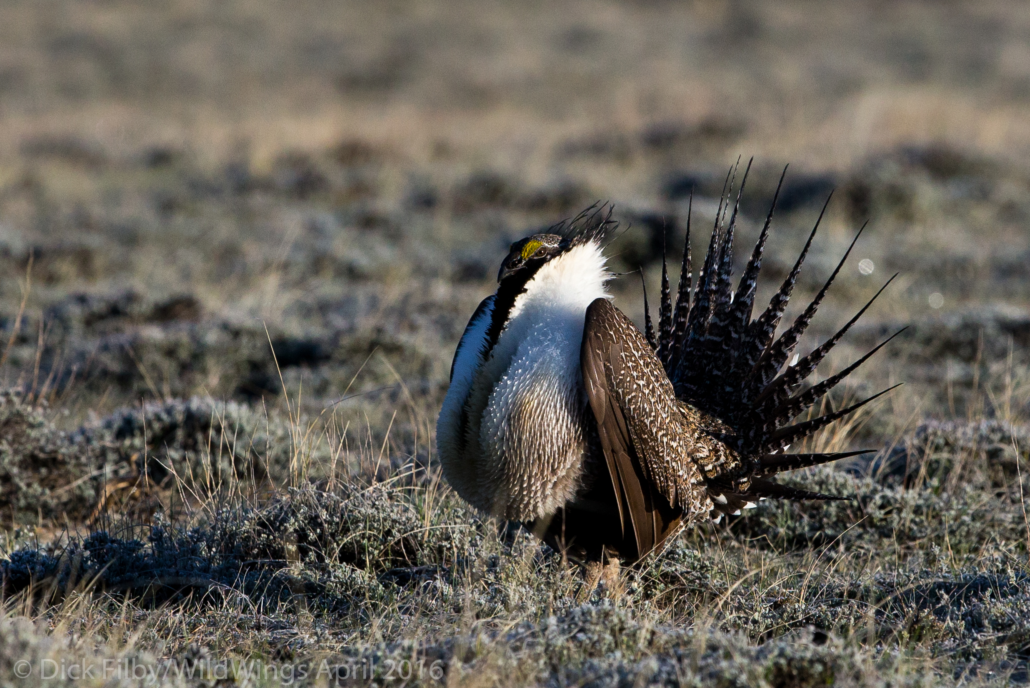 Greater Sage-Grouse © Dick Filby
