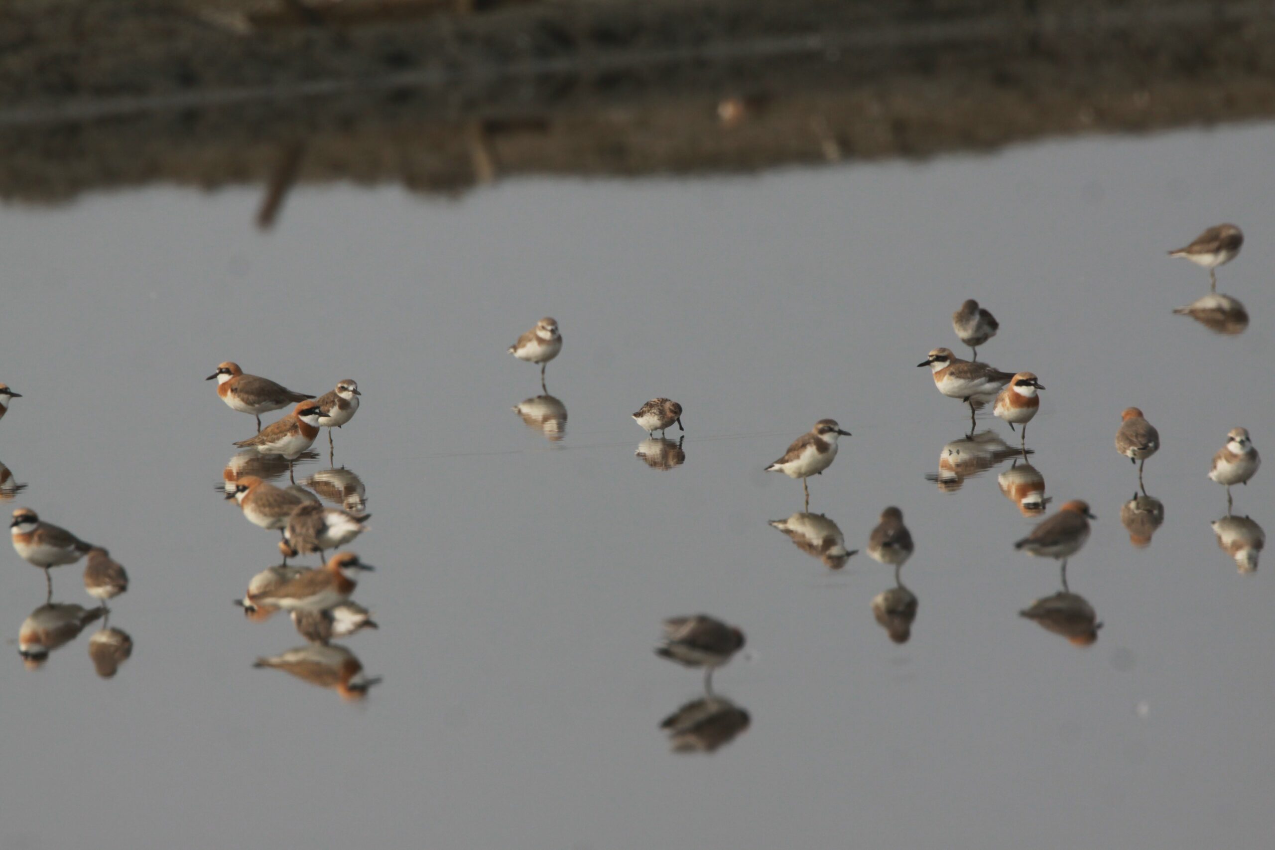 Spoon-billed Sandpiper and other waders at Pak Thale © Chris Collins