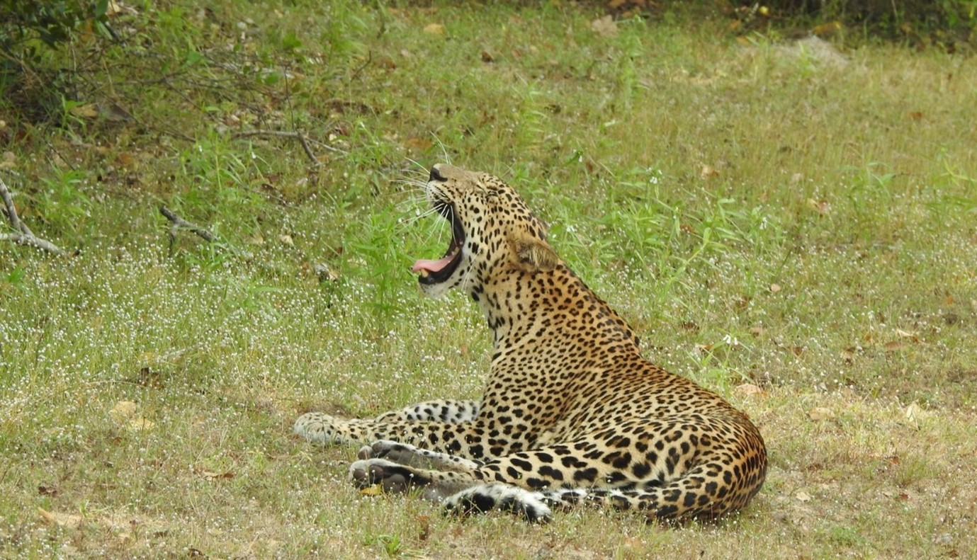 Leopard © Sheila Wright