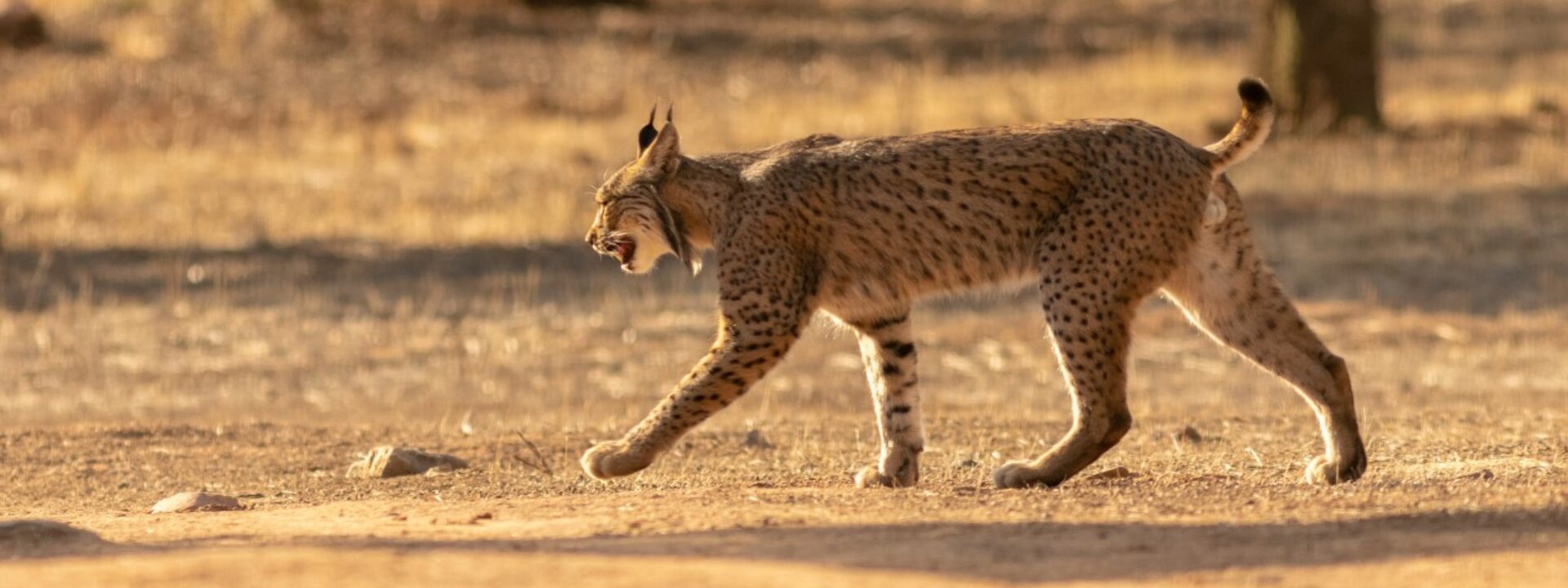 Iberian Lynx © Fernando Enrique Navarrete