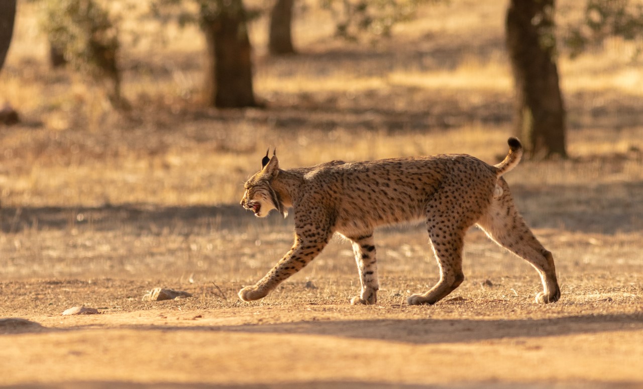 Iberian Lynx © Fernando Enrique Navarrete