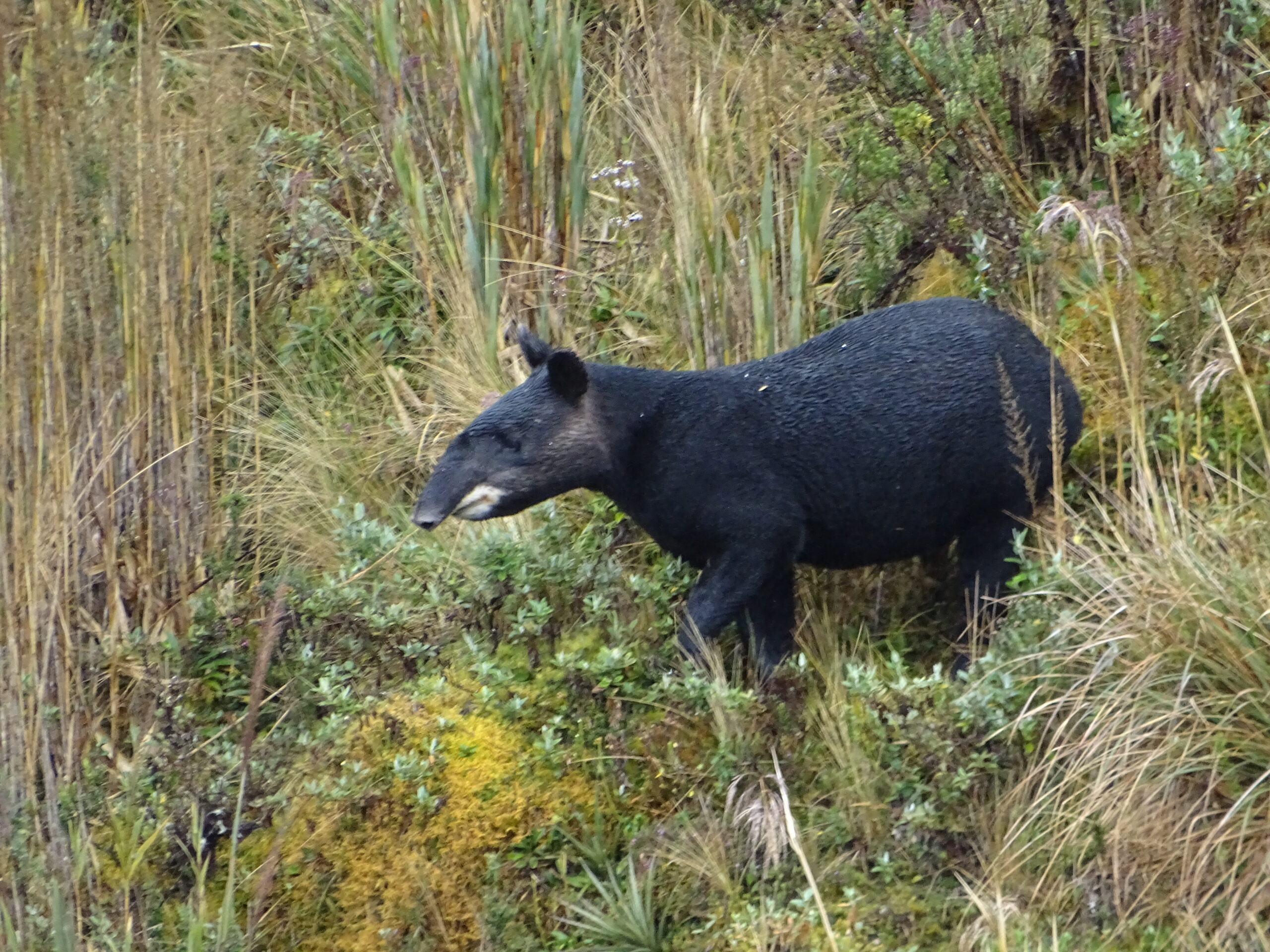 Mountain Tapir is one of our main targets at Cayambe-Coca National Park © Ewan Davies