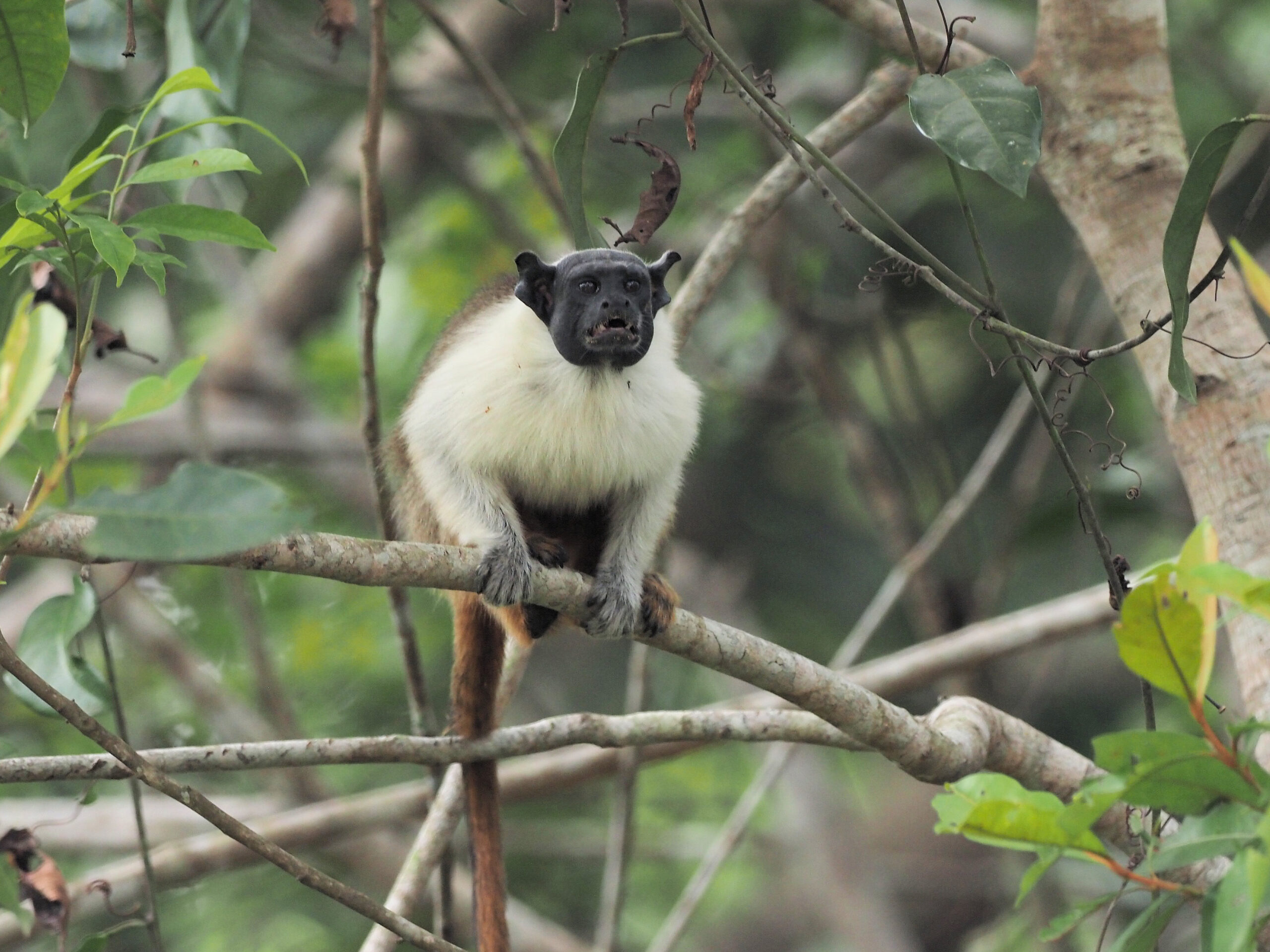 Pied Tamarin is critically endangered and only found in a comparatively small area around Manaus © Chris Collins