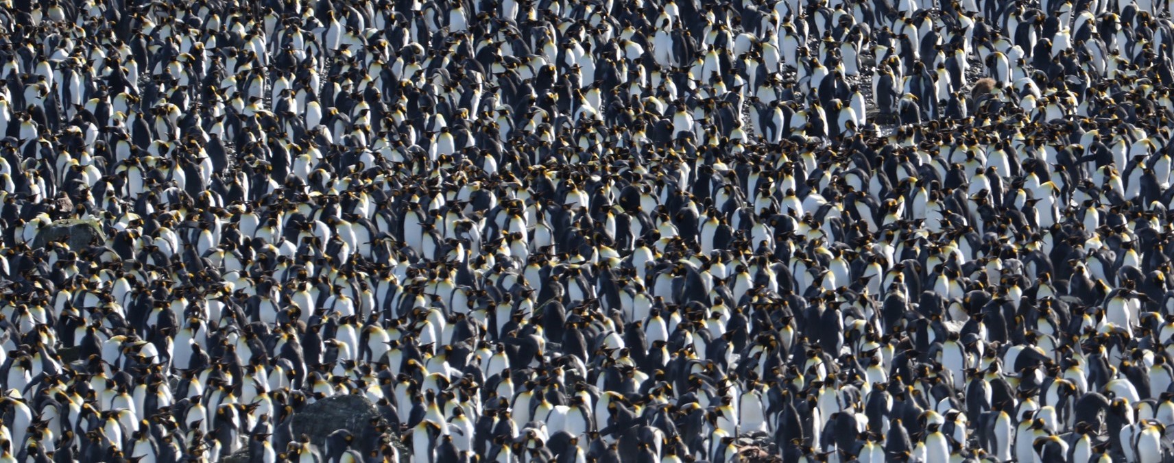 King Penguins © Chris Collins