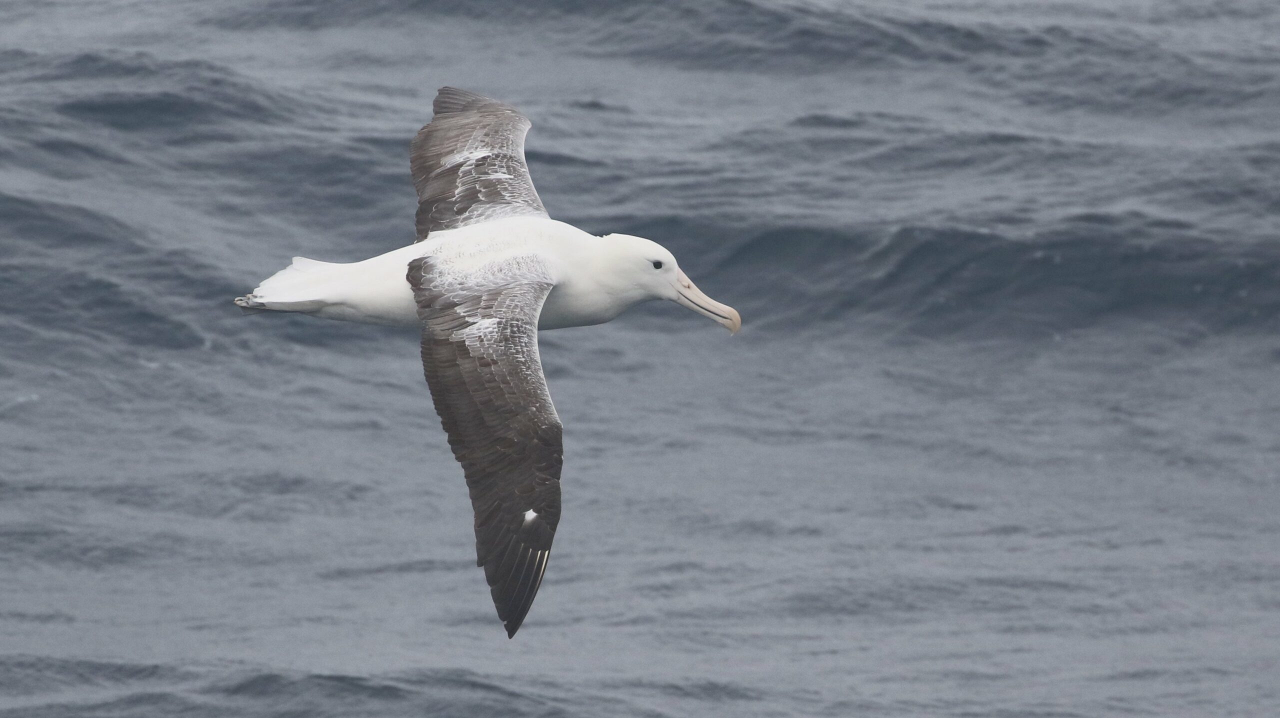Southern Royal Albatross © Chris Collins