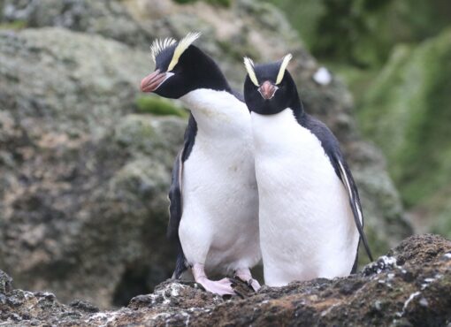 Erect-crested Penguin © Chris Collins