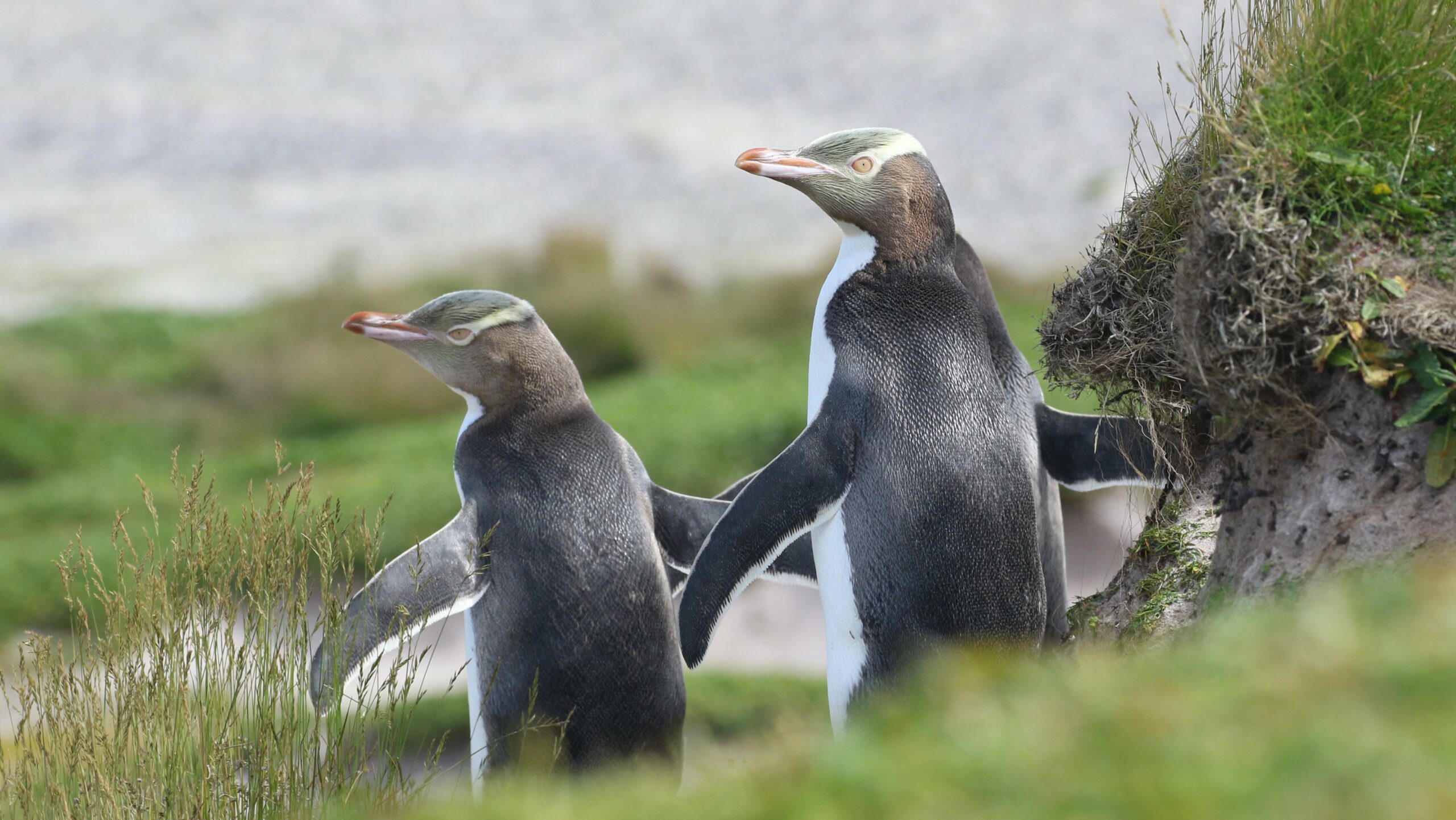 Yellow-eyed Penguins © Chris Collins