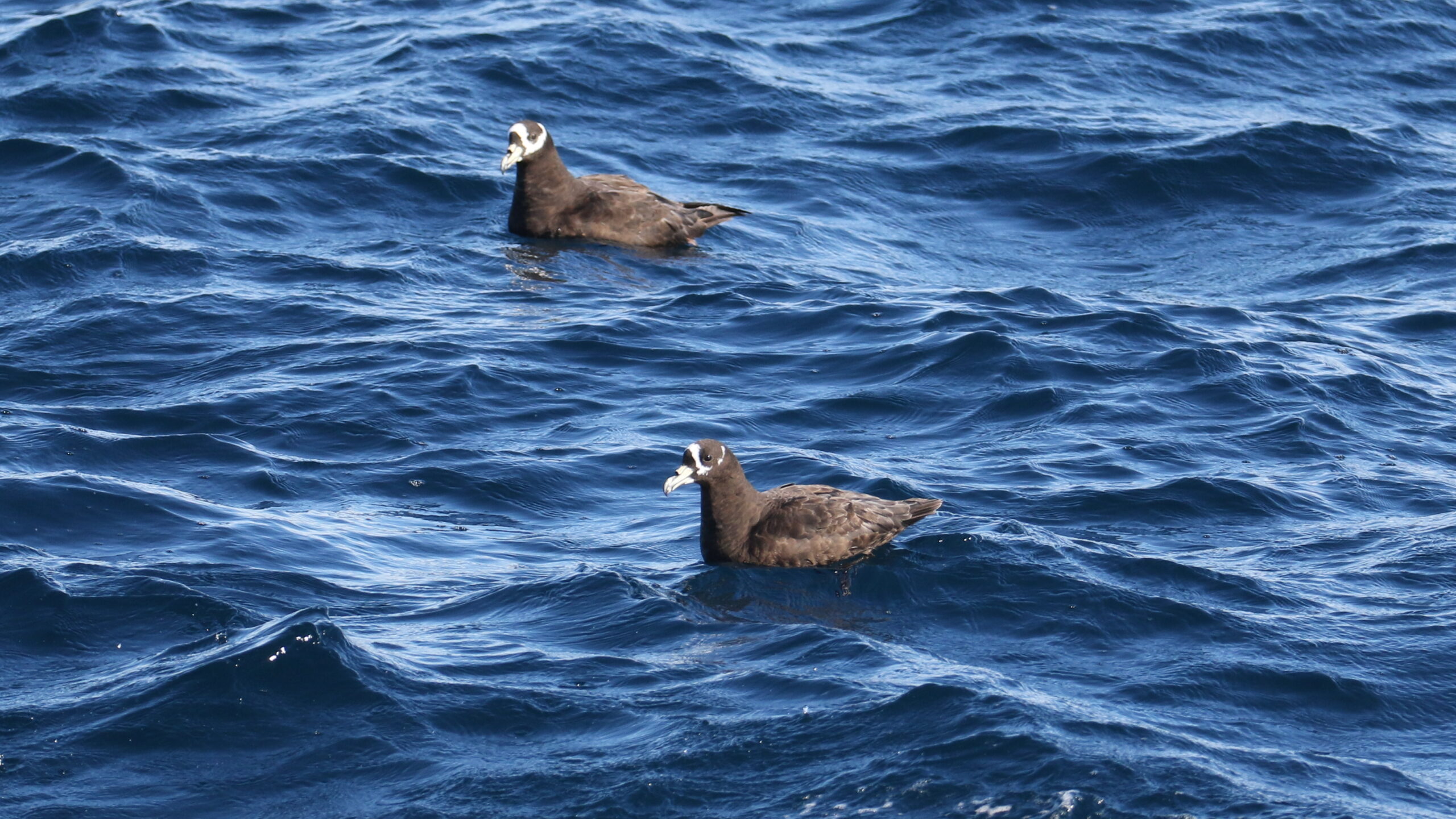 Spectacled Petrels © Chris Collins