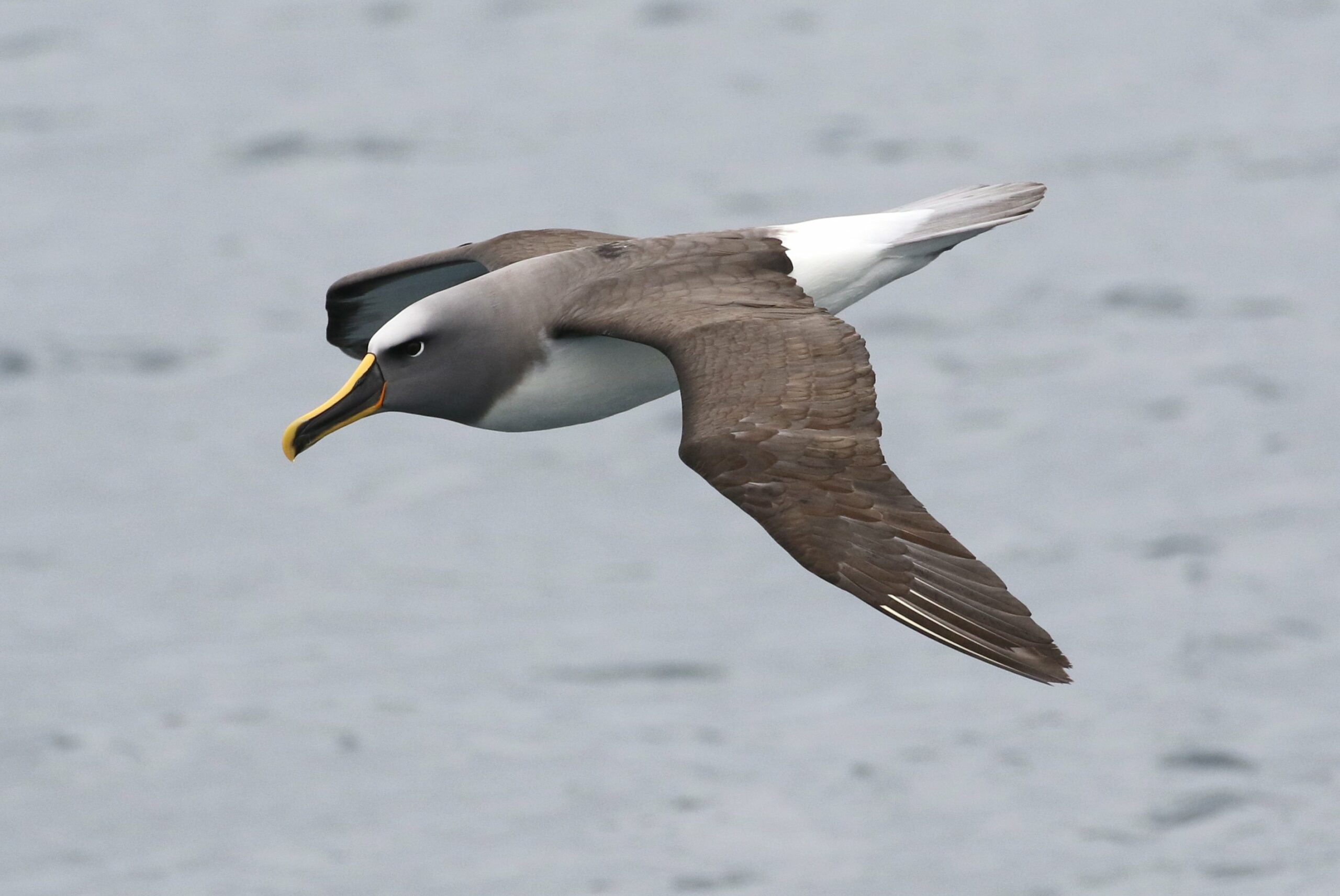 Buller's Albatross © Chris Collins