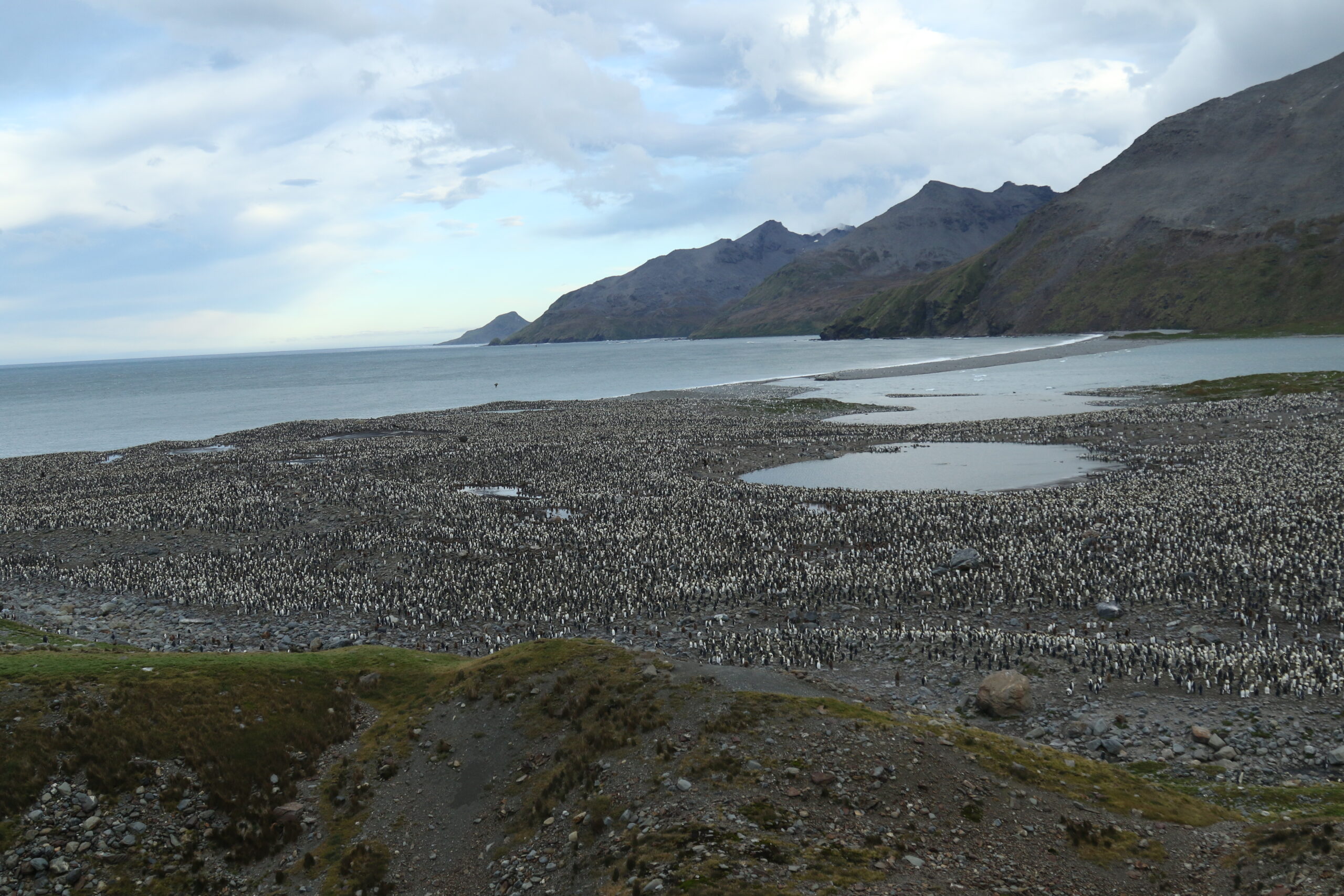 The King Penguin colony at St Andrew's Bay on South Georgia is an amazing spectacle © Chris Collins