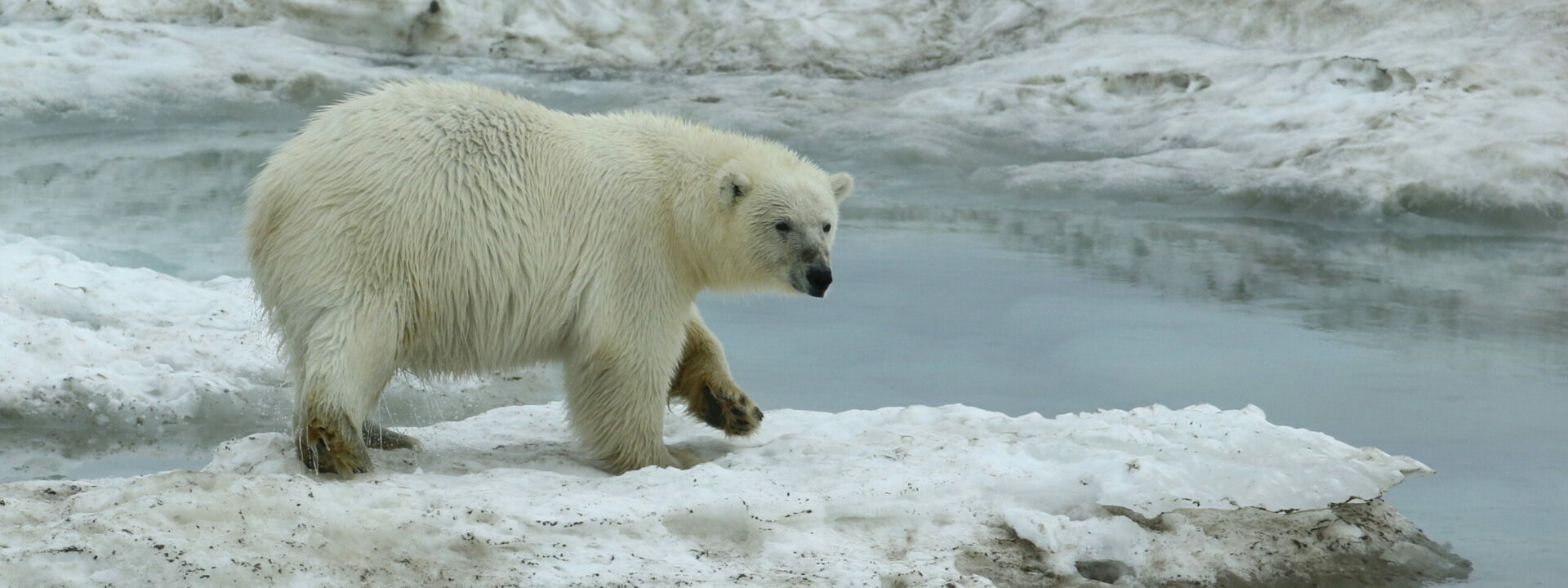Polar Bear on the sea ice © Chris Collins