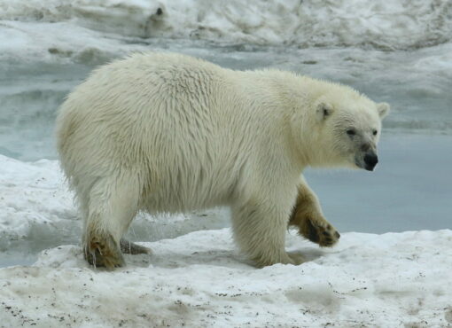 Polar Bear on the sea ice © Chris Collins