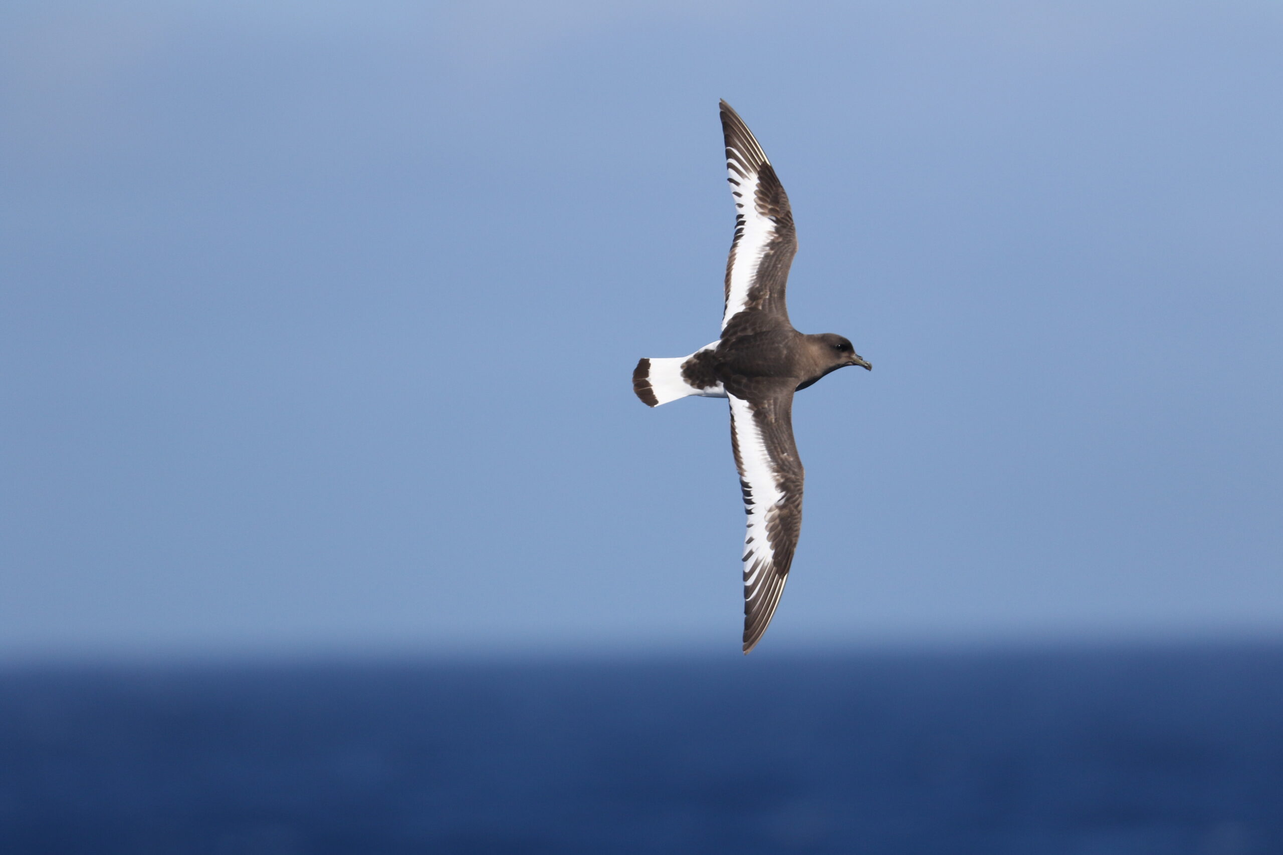 Antarctic Petrel © Chris Collins