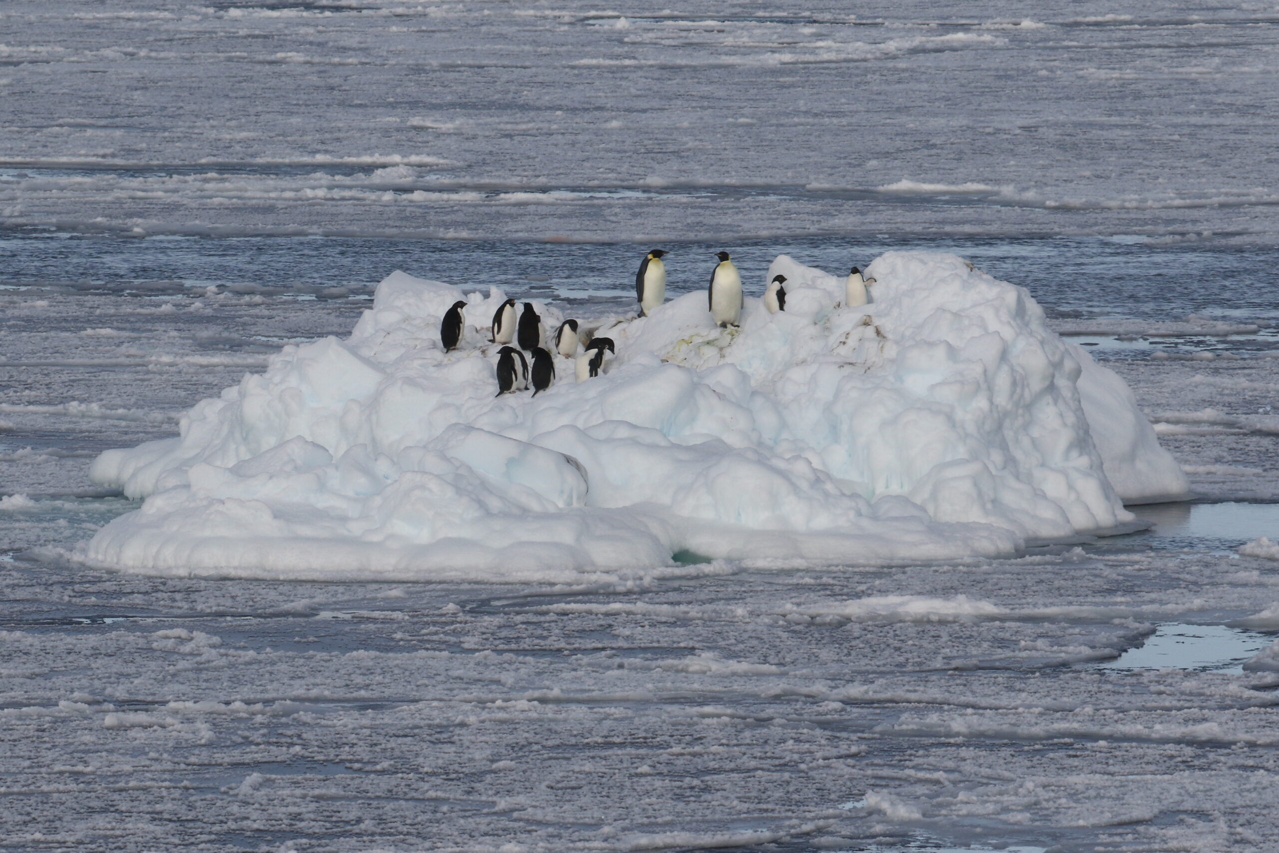 Emperor and Adelie Penguins in the Ross Sea © Chris Collins