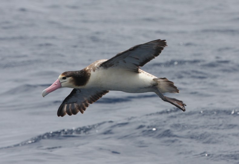 Short-tailed Albatross © Chris Collins