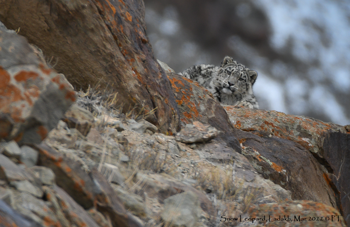 Snow Leopard, Ladakh, Mar 2022 © PT
