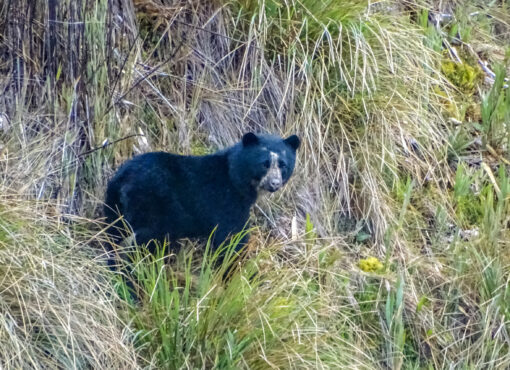 Spectacled Bear is one of the targets when exploring the Cayambe-Coca National Park © Ewan Davies