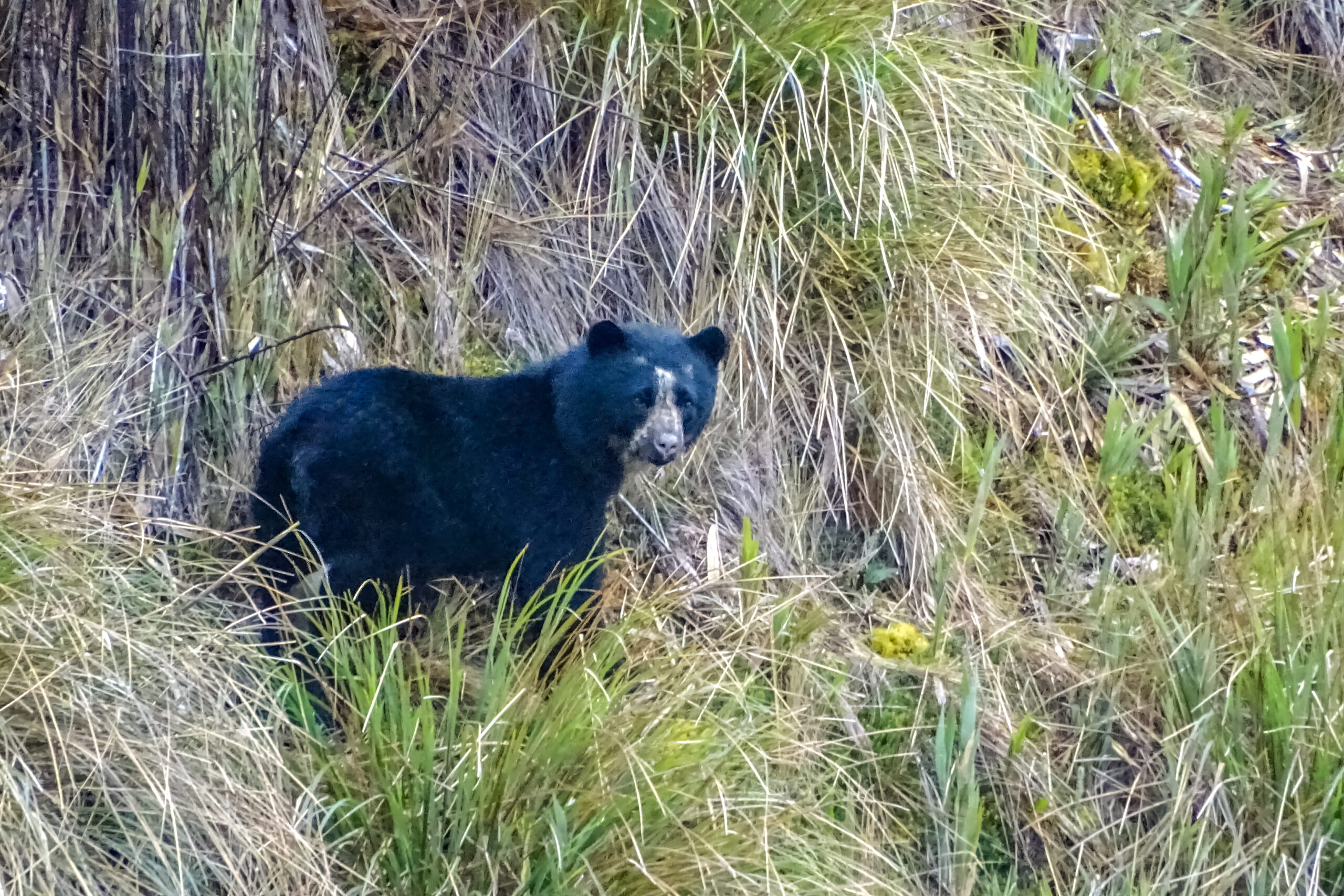 Spectacled Bear is one of the targets when exploring the Cayambe-Coca National Park © Ewan Davies