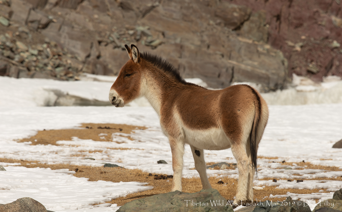 Tibetan Wild Ass, Ladakh © Dick Filby