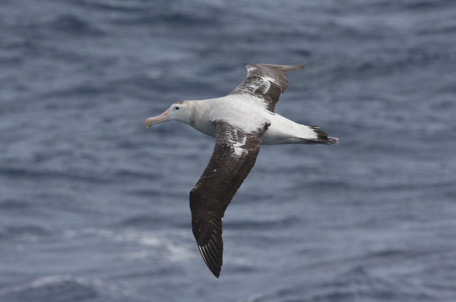 Snowy Wandering Albatross © Chris Collins