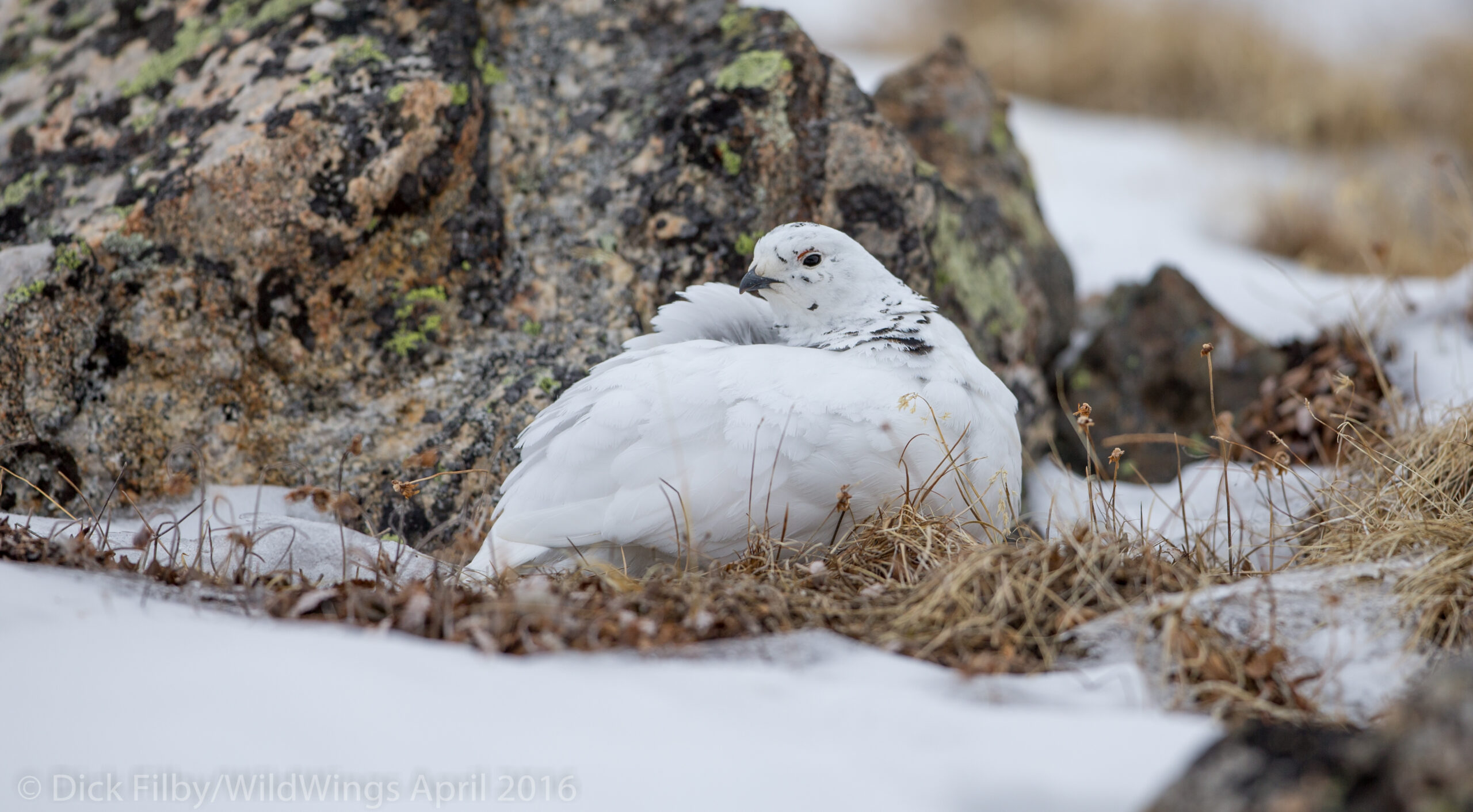 White-tailed Ptarmigan © Dick Filby