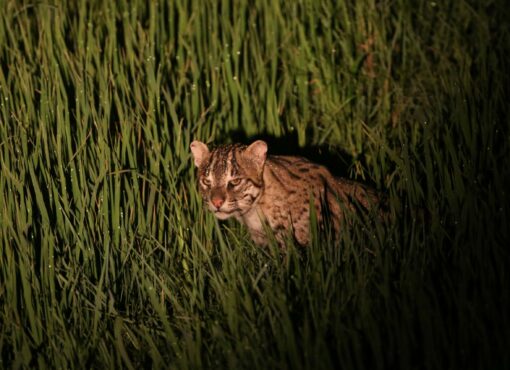 Fishing Cat © Nigel Goodgame