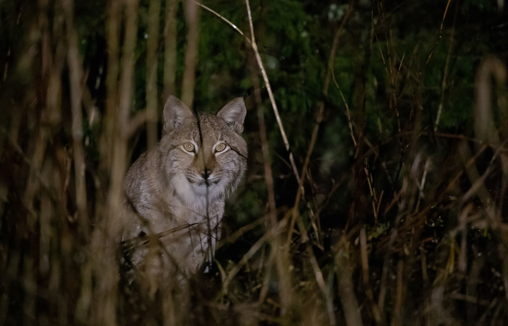Eurasian Lynx © Tarvo Valker
