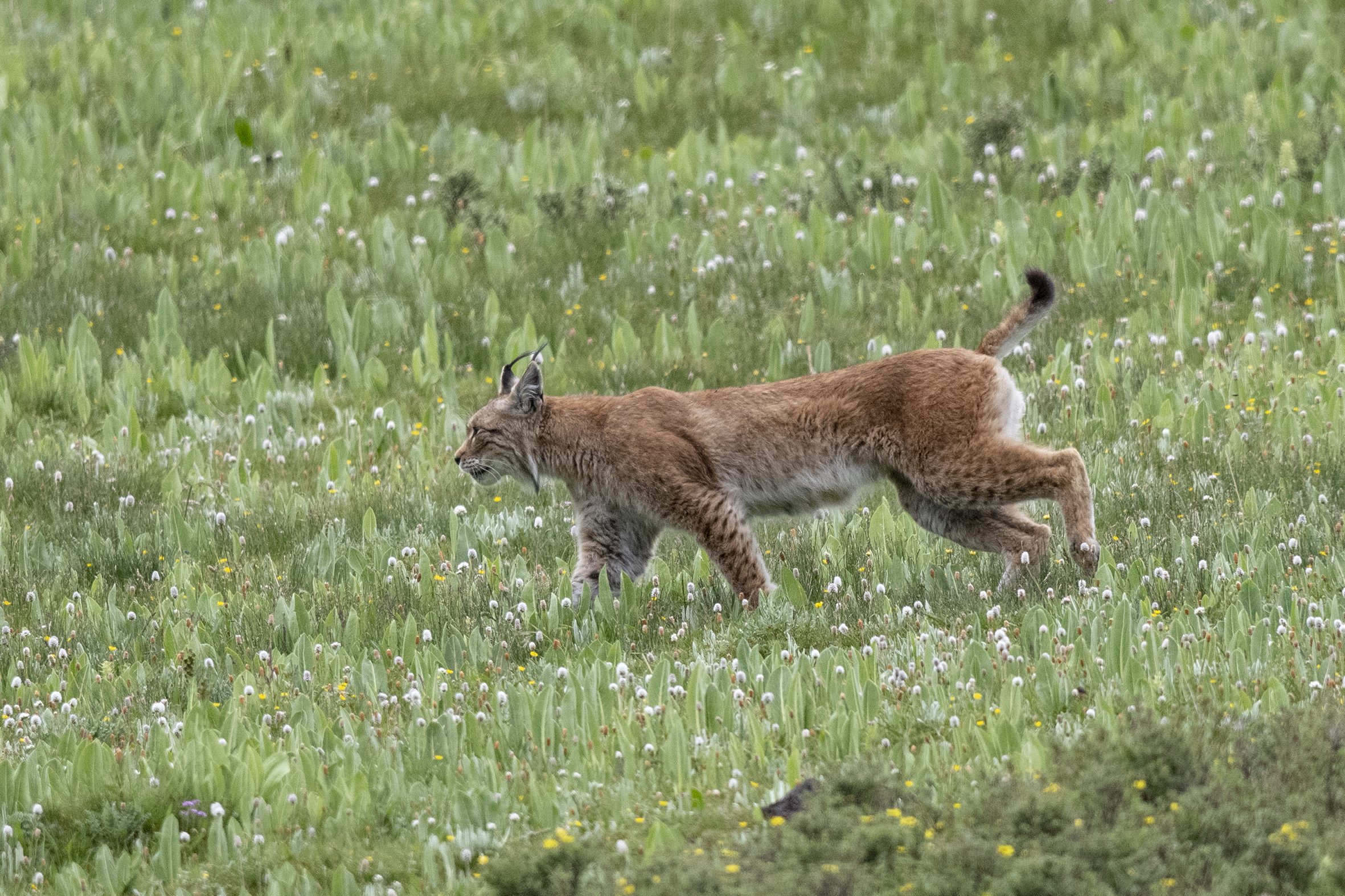 Eurasian Lynx © Zeng Zhang