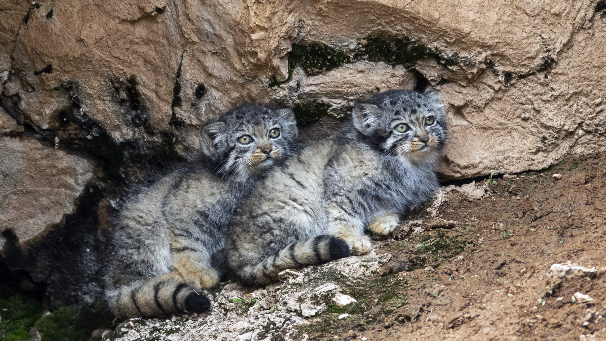 Immature Pallas's Cats © Zeng Zhang