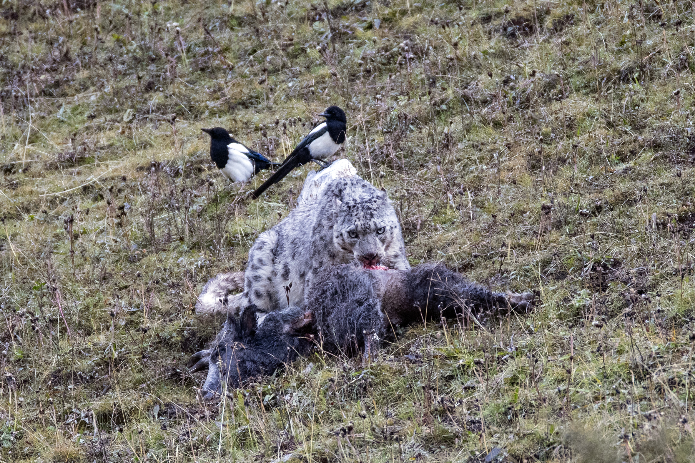 Snow Leopard with Yak kill © Zeng Zhang