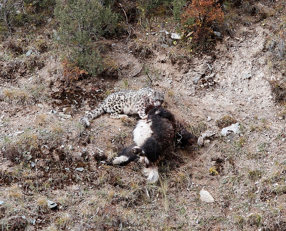 Snow Leopard with Yak kill © Zeng Zhang