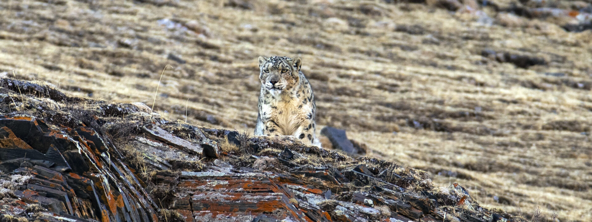 Snow Leopard © Zeng Zhang