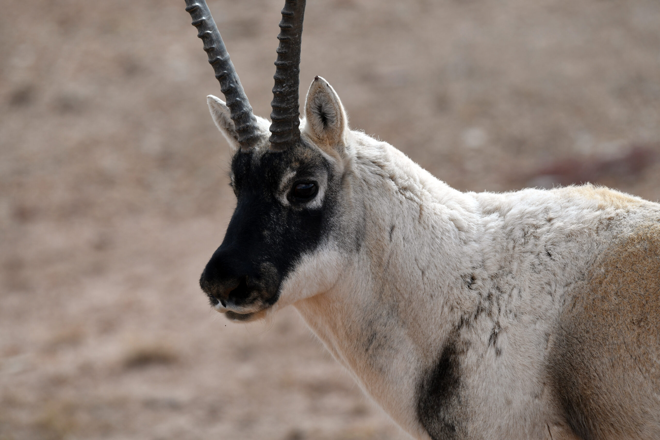 Tibetan Antelope © Zeng Zhang
