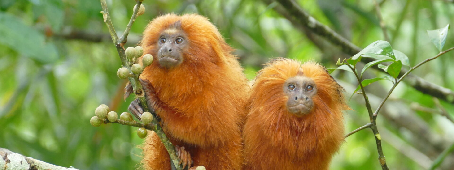 Golden Lion Tamarin © Regina Ribeiro