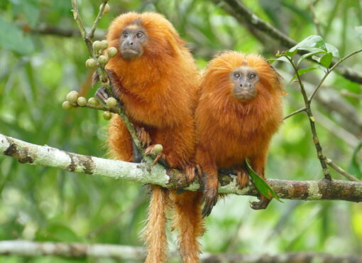 Golden Lion Tamarin © Regina Ribeiro