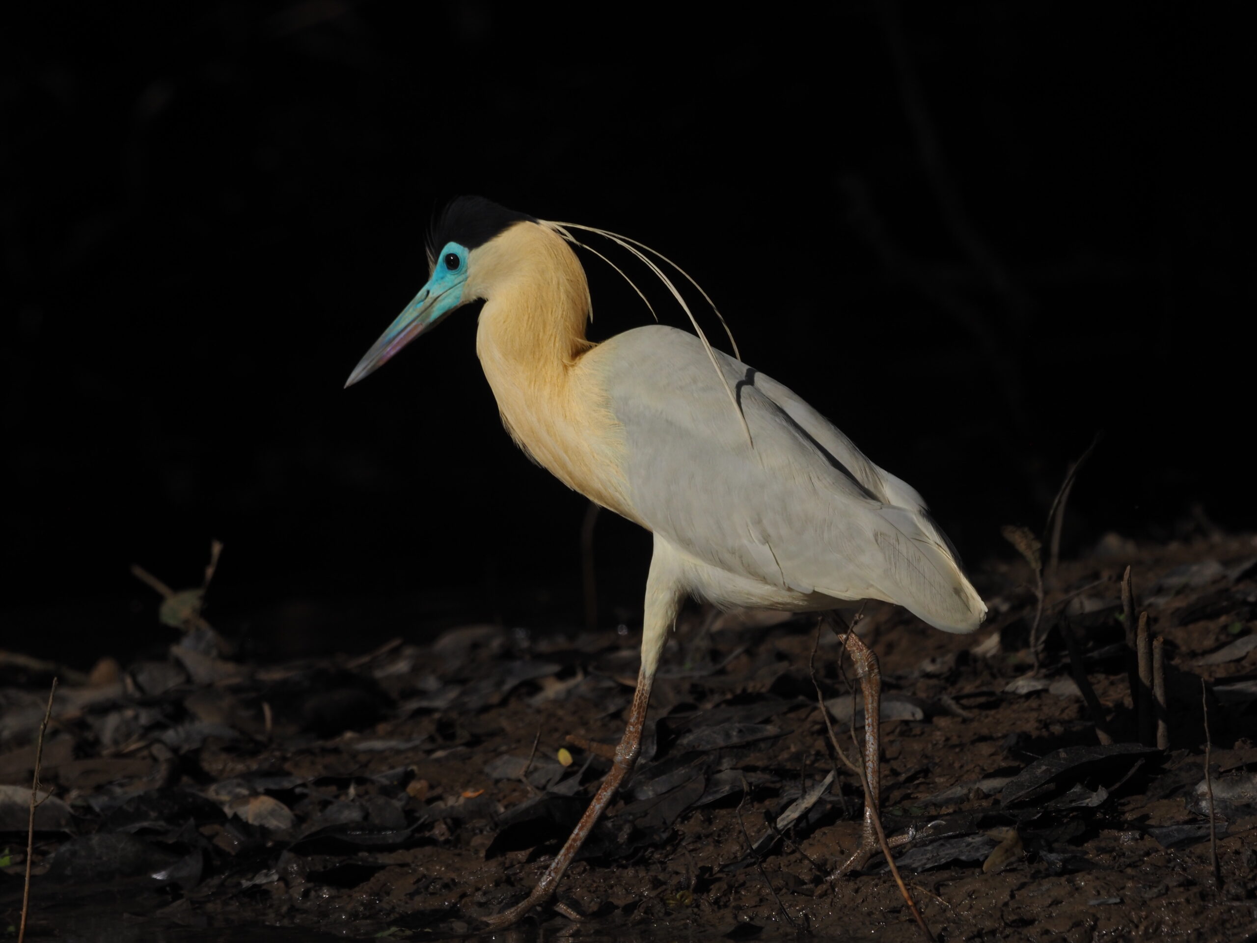 Capped Heron CPC