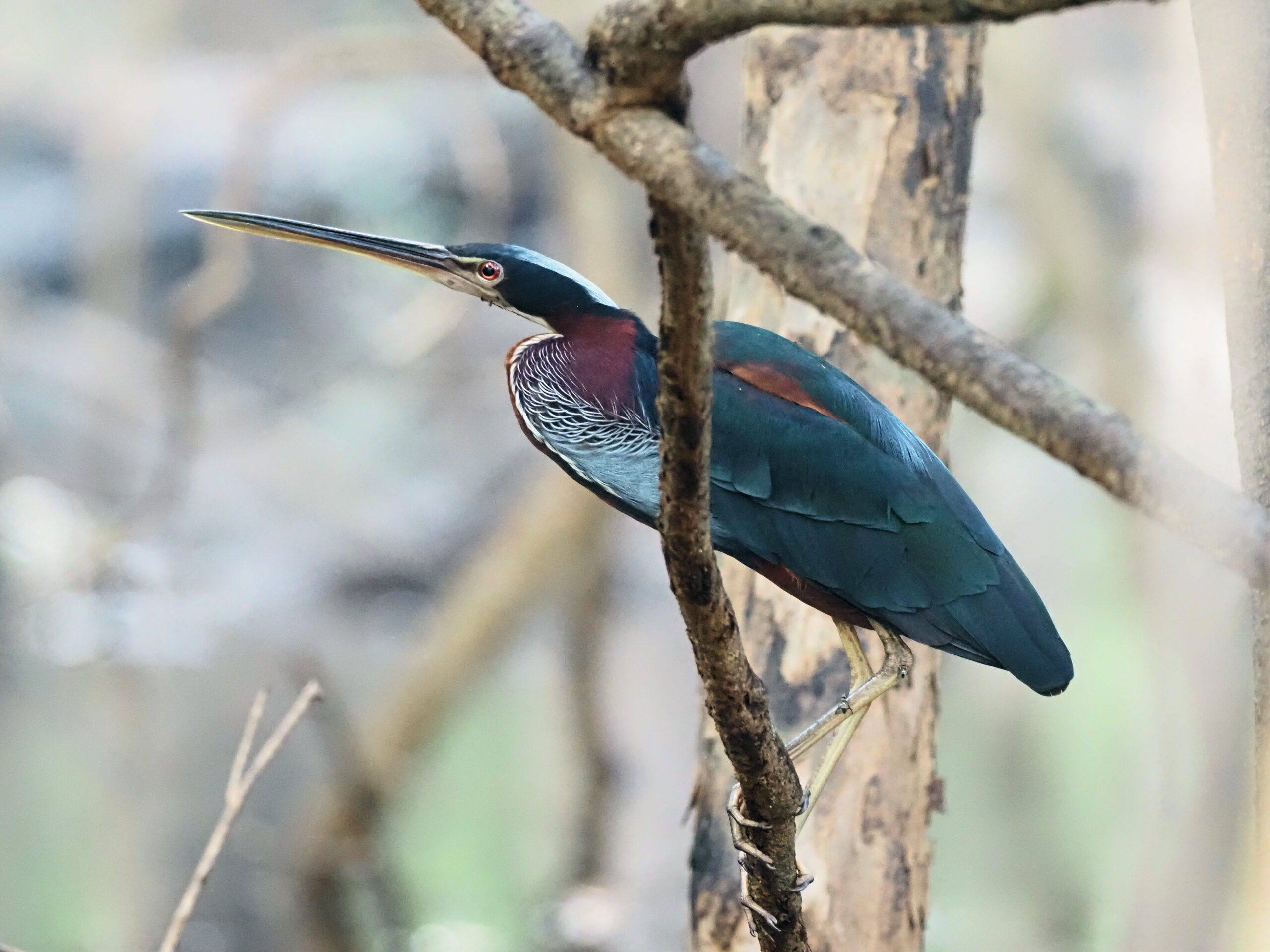 The stunning Agami Heron was seen on multiple occasions during the cruise © Chris Collins Sept 2023